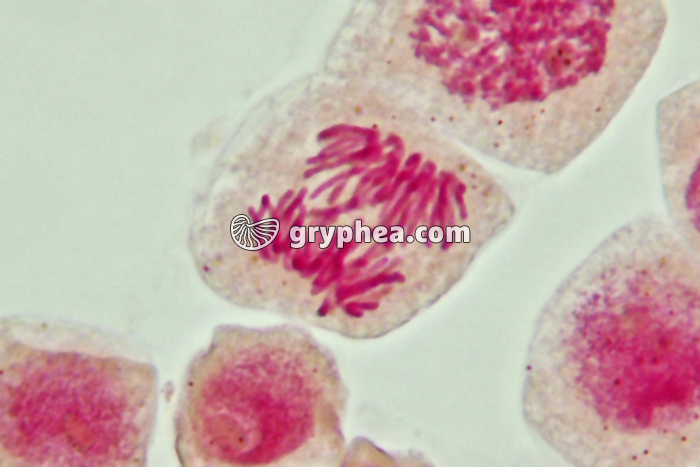 Mitose cellules de racine d'Ail - Anaphase x800 - gryphea.com
